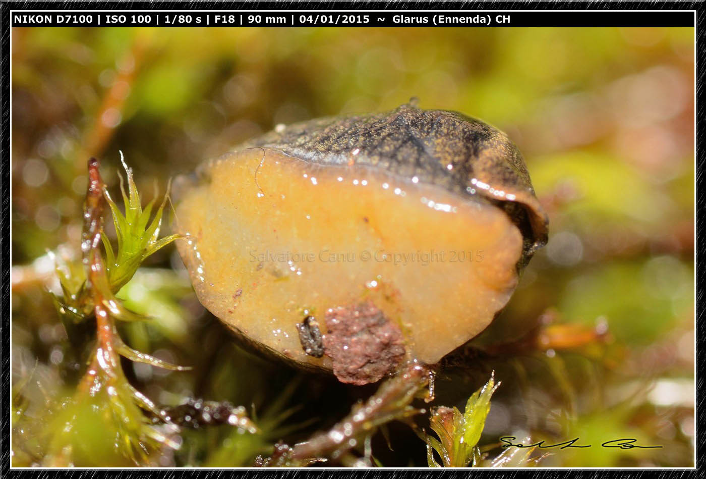 Limax dalla Svizzera